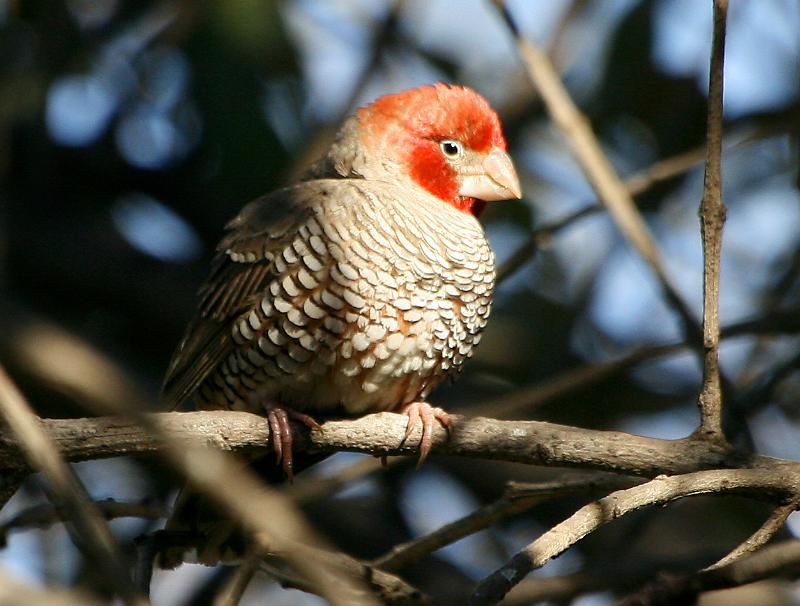 frieda 027.jpg - Die rugkant is oor die algemeen bruin, die borskant ligkleurig en swaar geskub. Pragtige voël!